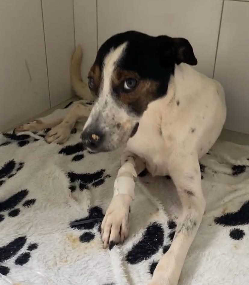 Gesto de solidariedade: Associação Patinha Carente agradece vereador por apoio no tratamento de cão resgatado em Rio Branco